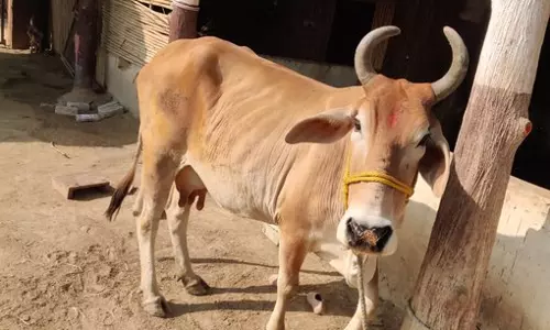 Goa likely to face beef shortage amid traders strike