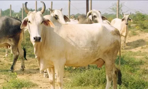 Indigenous cows get ‘Rajya Mata’ status in Maharashtra