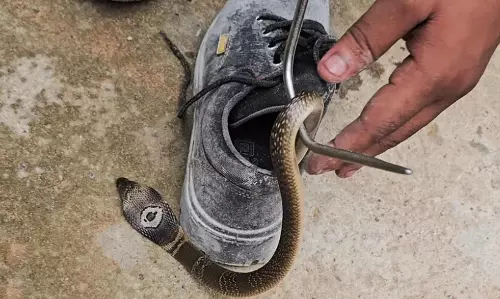 Check your shoes before putting them on: A life-saving lesson from a snakebite survivor