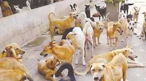 6 injured in stray attacks in Karimnagar 6 injured in stray attacks in Karimnagar