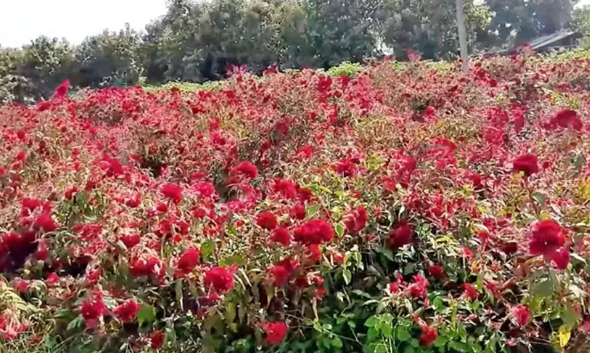 Sita Jada Pulu Wildflower Floods Hyderabad Markets for Bathukamma