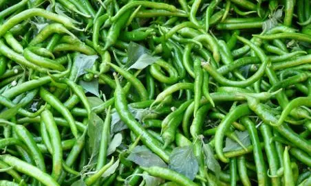 Dismal Price Makes Kurnool Chilli Growers Plough Back Crop