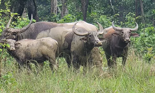 Two Wild Buffalo Calves Born, Kindle Hope of Conservation in Chhattisgarh