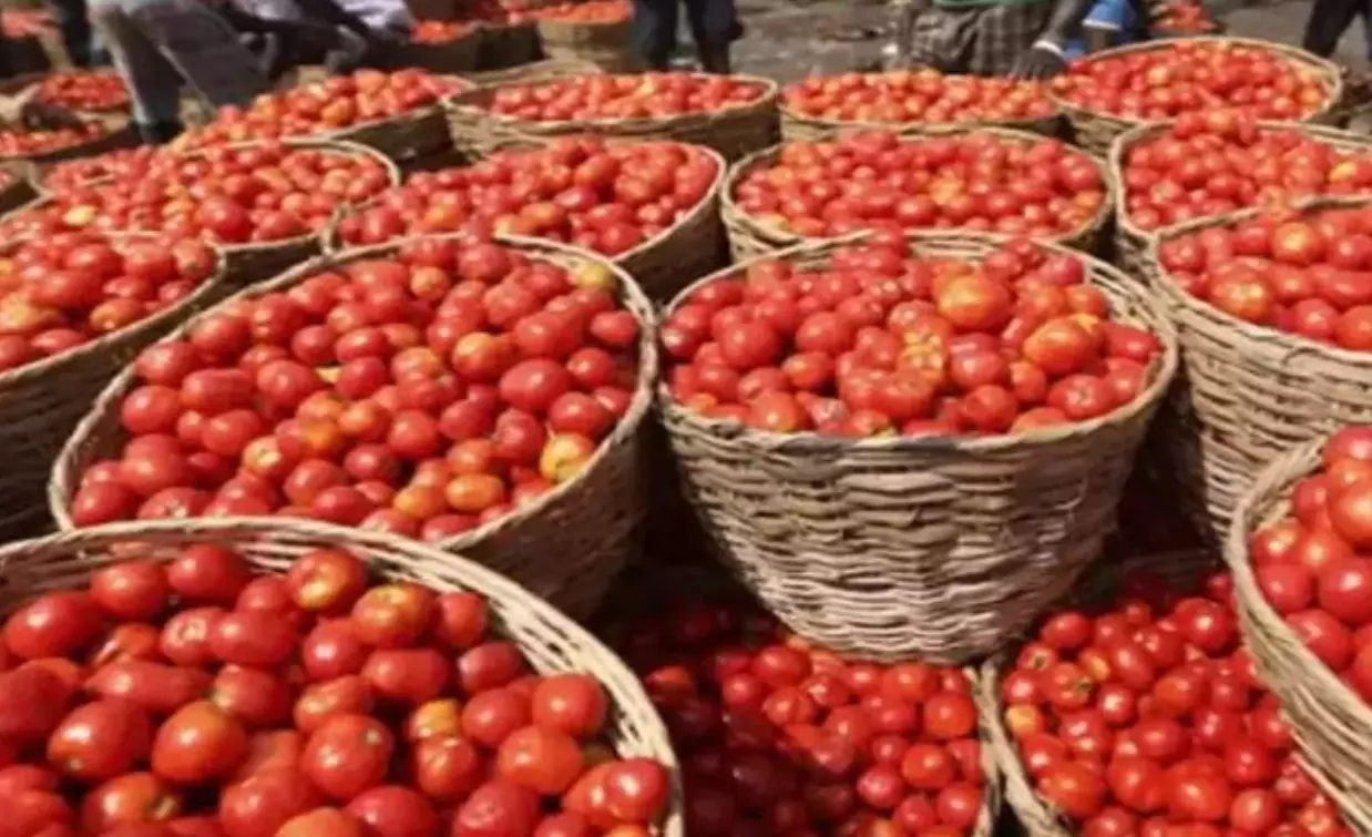 Farmers in Chittoor in Crisis as Tomato Prices Crash