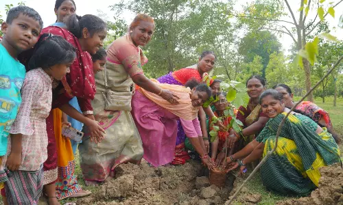 Medaram villagers celebrate Mokka Modupu festival, promote environmental conservation Medaram villagers celebrate Mokka Modupu festival, promote environmental conservation