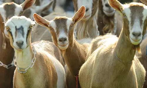 Suryapet Mutton Shop Owner Plans 15-Kg Goat For Dasara Lucky Draw Suryapet Mutton Shop Owner Plans 15-Kg Goat For Dasara Lucky Draw