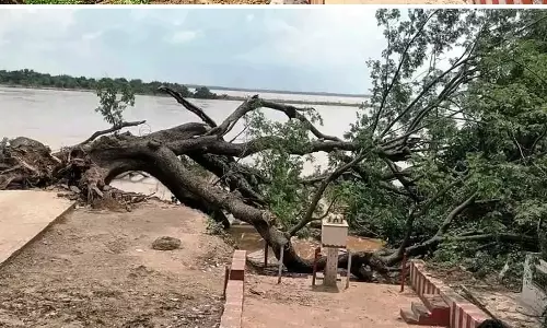 Cinema Tree’ sprouts again after two months of nursing