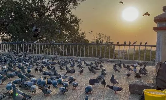 Feeding Pigeons at Public Places Raises Traffic and Health Concerns