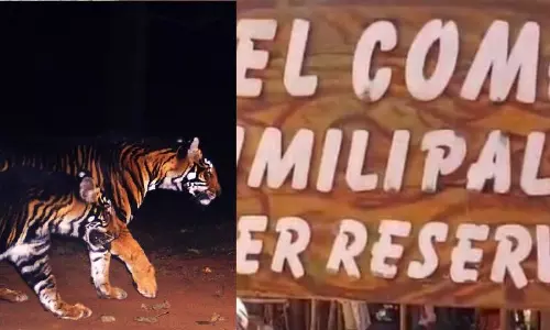 Odisha’s Similipal Tiger Reserve reopens for tourists