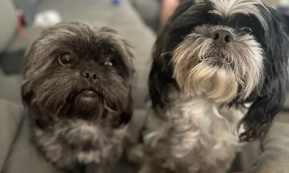 Unlicensed Breeding Fuels Health Concerns in Dog Industry