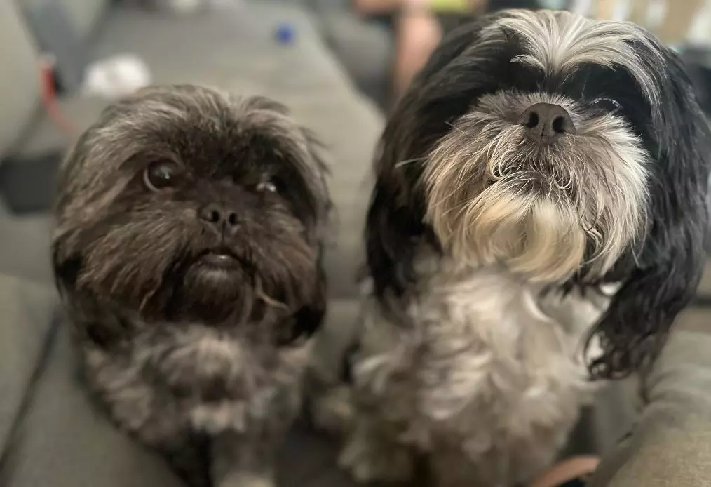 Unlicensed Breeding Fuels Health Concerns in Dog Industry Unlicensed Breeding Fuels Health Concerns in Dog Industry