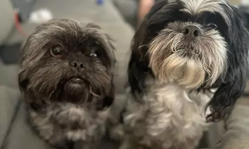 Unlicensed Breeding Fuels Health Concerns in Dog Industry