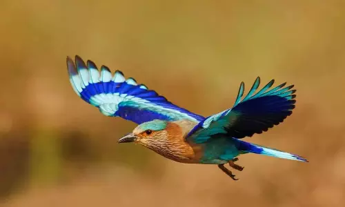 Palapitta sighting turns rare during Dasara