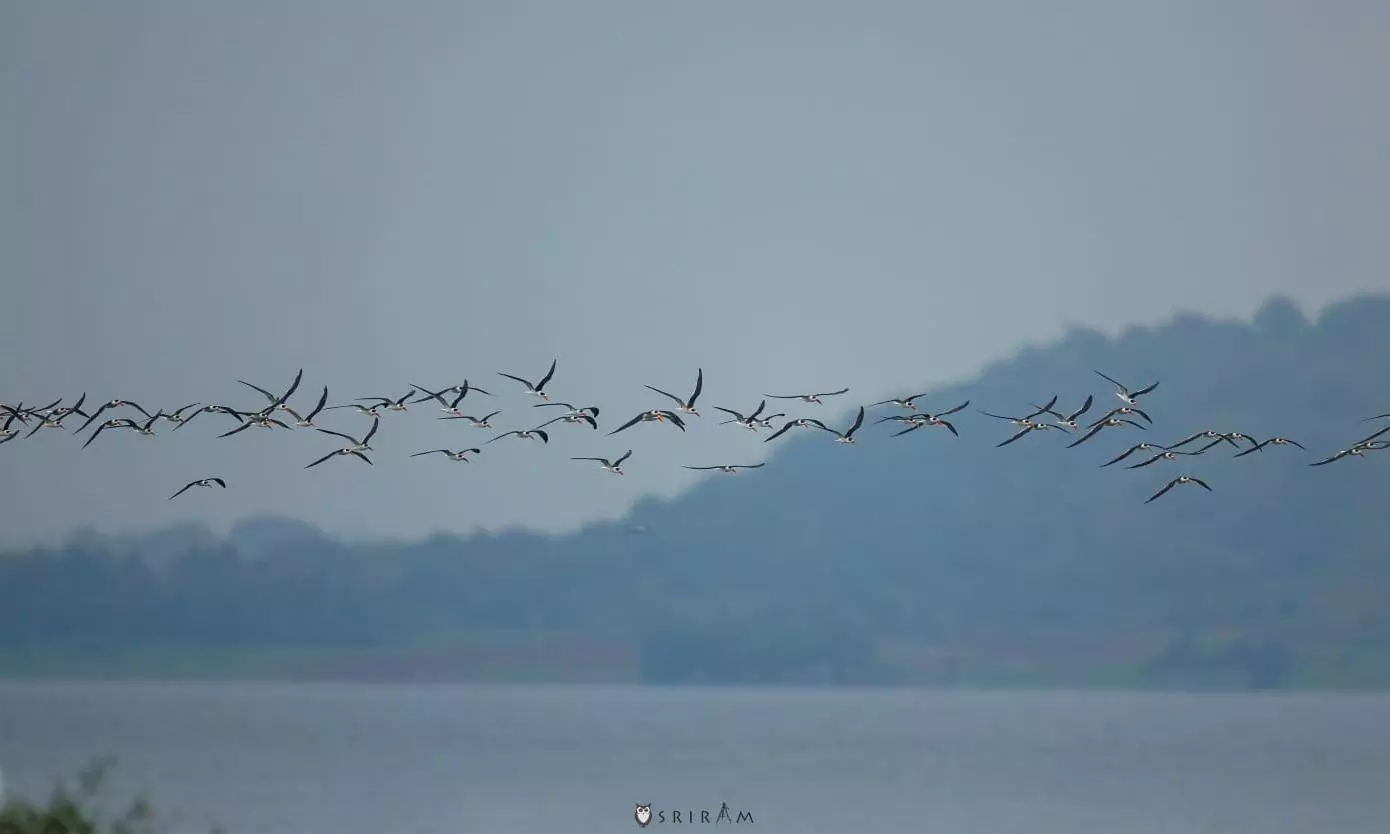 Indian Skimmers Get Lower Manair Under Focus