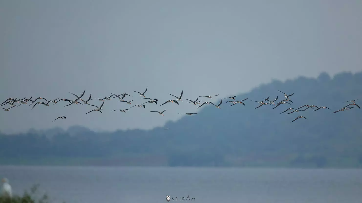 Indian Skimmers Get Lower Manair Under Focus