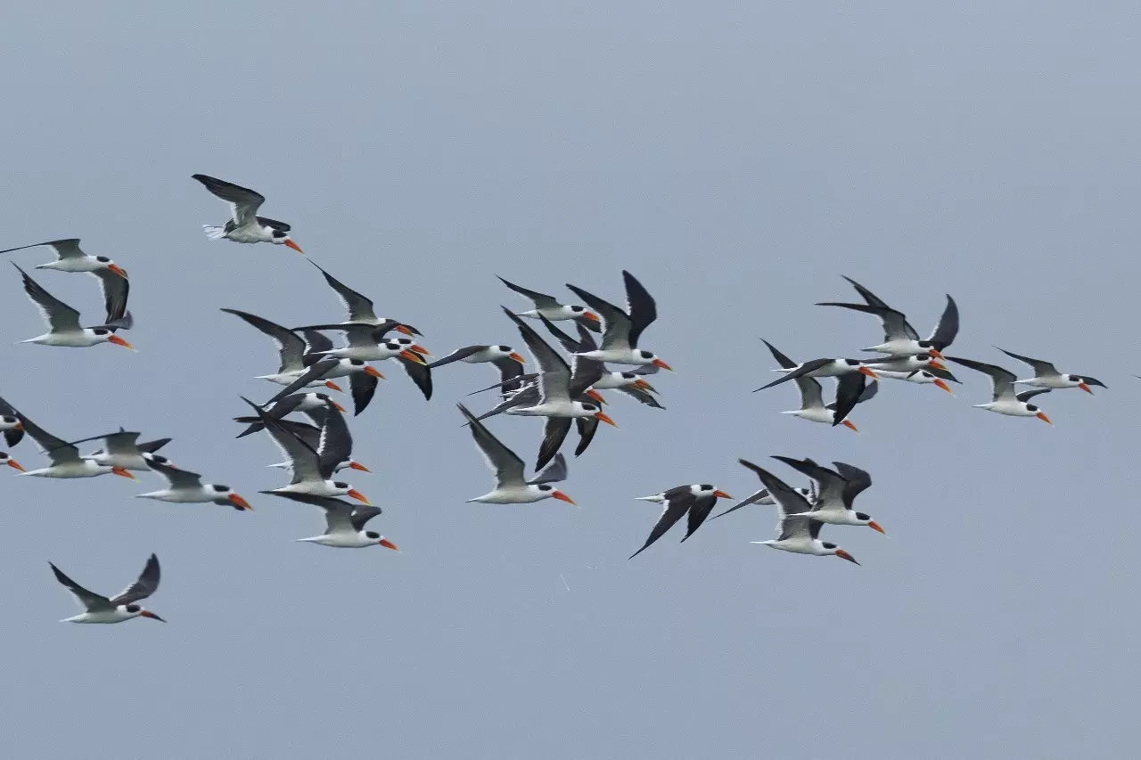 Indian Skimmers Get Lower Manair Under Focus