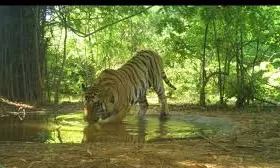 Indian Gaur to find new home in Nallamala