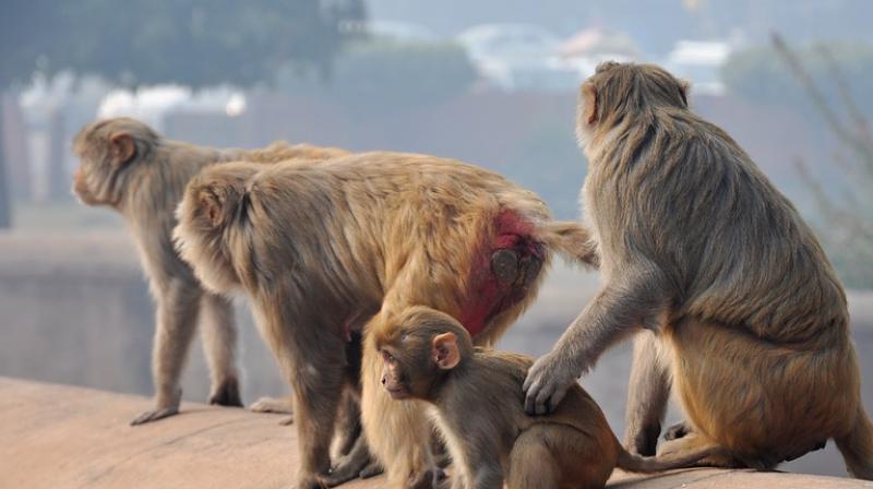 Monkey Attacks in Telangana Lead to Multiple Deaths