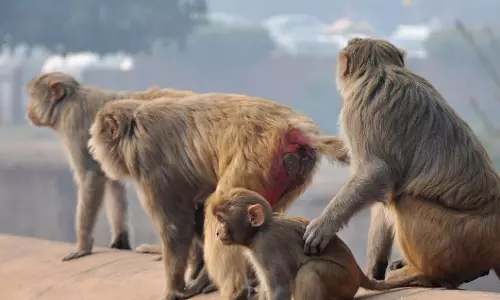 Alarming change in Rhesus Macaque sex ratio
