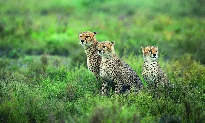 Gandhi Sagar Wildlife Sanctuary to Welcome Cheetahs in 4 Months Gandhi Sagar Wildlife Sanctuary to Welcome Cheetahs in 4 Months