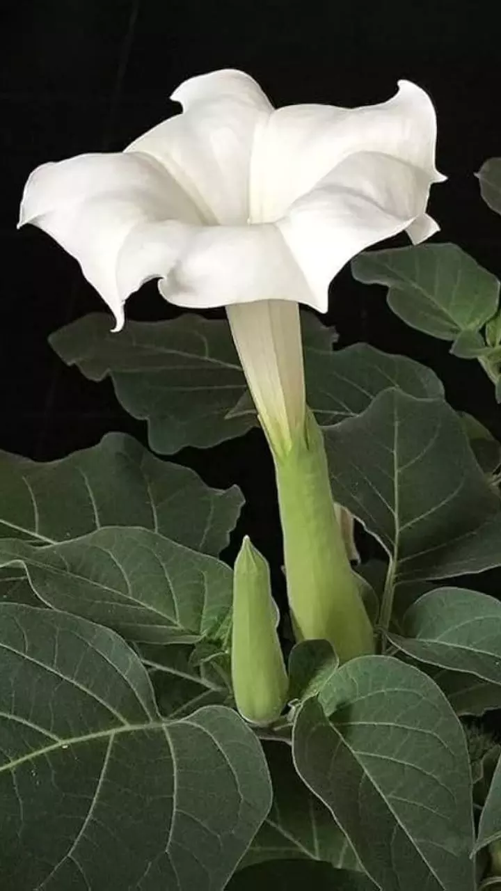 5 common Indian Plants that can spread deadly poison