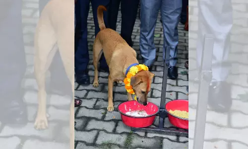 BBMP launches stray dog community feeding project in Bengaluru