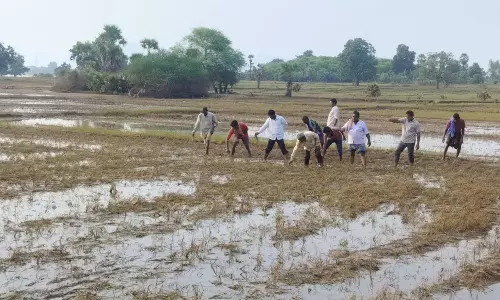 Heavy Rains Damage Crops in Rayalaseema