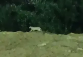 Relief After Scare - Miyapur Leopard could be a Jungle Cat Relief After Scare - Miyapur Leopard could be a Jungle Cat