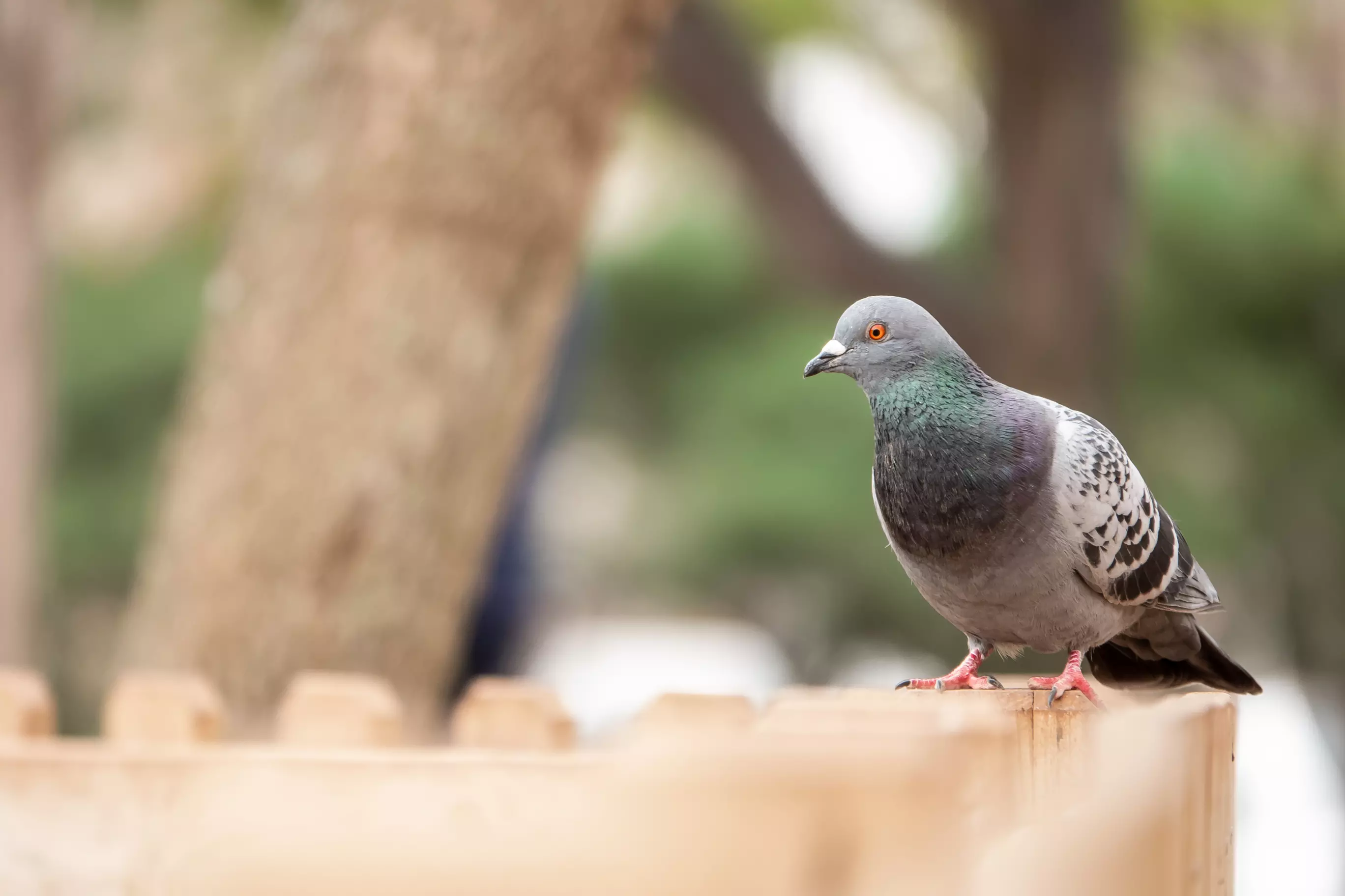 Pigeon Carrying Chit to Blow Up Jammu Railway Station Captured Near IB; Security Tightened