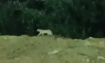 Leopard, tiger found moving in Mancherial district
