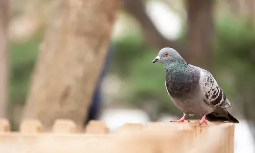 Pigeon Carrying Chit to Blow Up Jammu Railway Station Captured Near IB; Security Tightened