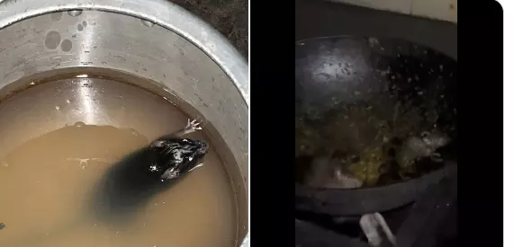Viral videos show rats inside utensils in IIT Roorkee kitchen Viral videos show rats inside utensils in IIT Roorkee kitchen