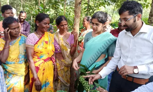 Preparations Underway for Coffee Procurement in ASR District