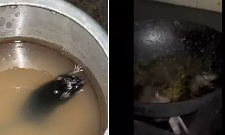 Viral videos show rats inside utensils in IIT Roorkee kitchen