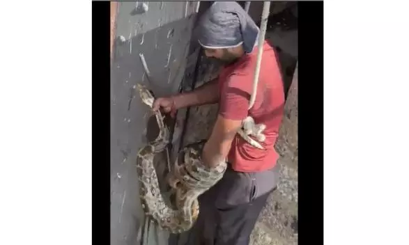 FOS Volunteer Rescues 8-Foot Python Coiled at Osmansagar Crest Gates FOS Volunteer Rescues 8-Foot Python Coiled at Osmansagar Crest Gates