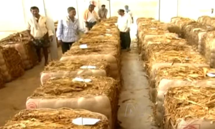 tobacco board Tobacco Secures Record Prices