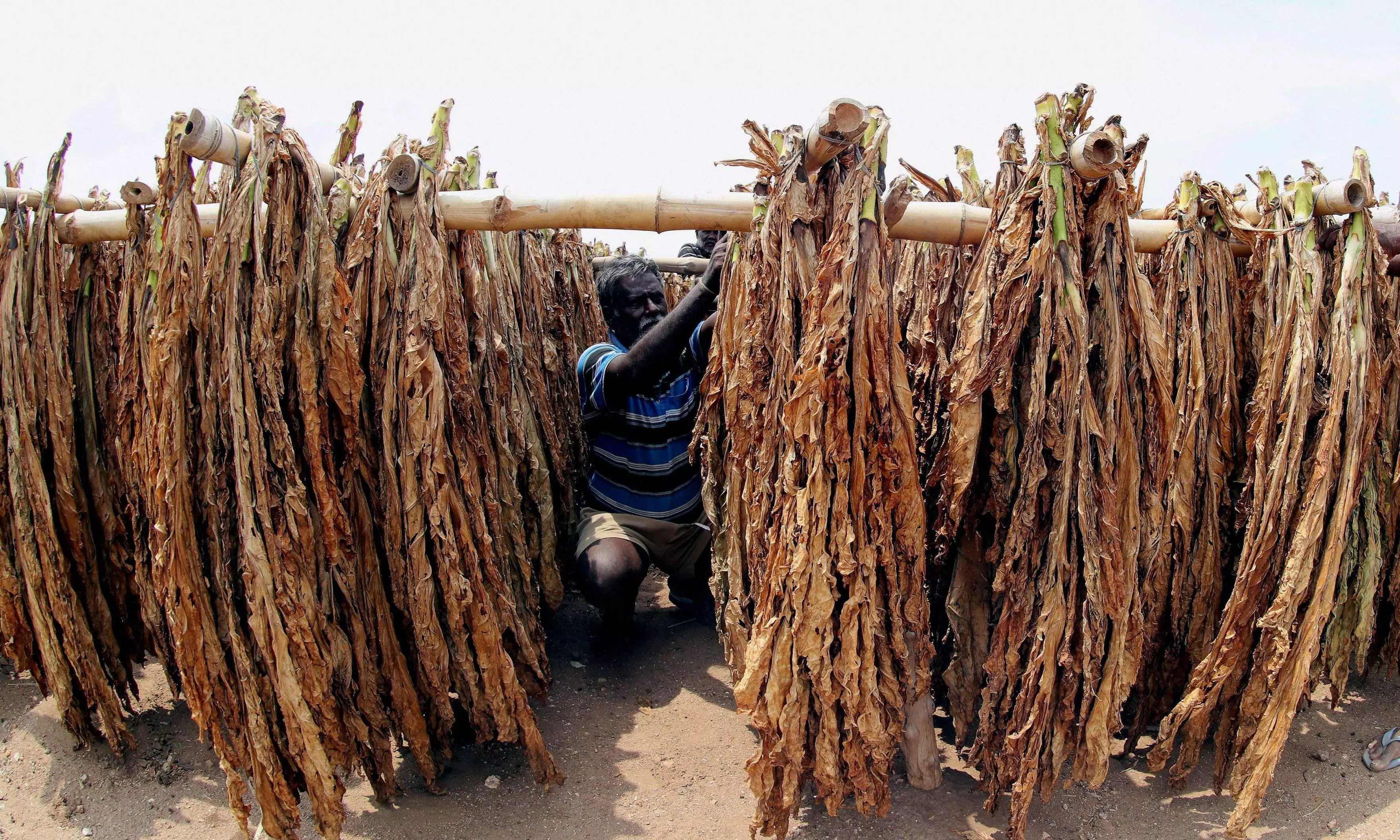 Record high prices for FCV tobacco in AP Record high prices for FCV tobacco in AP