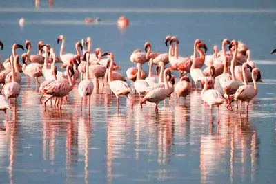 Winged guests arrive at Chilika lake before onset of winter Winged guests arrive at Chilika lake before onset of winter