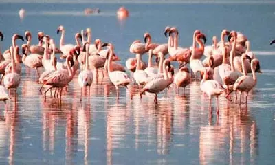 Winged guests arrive at Chilika lake before onset of winter