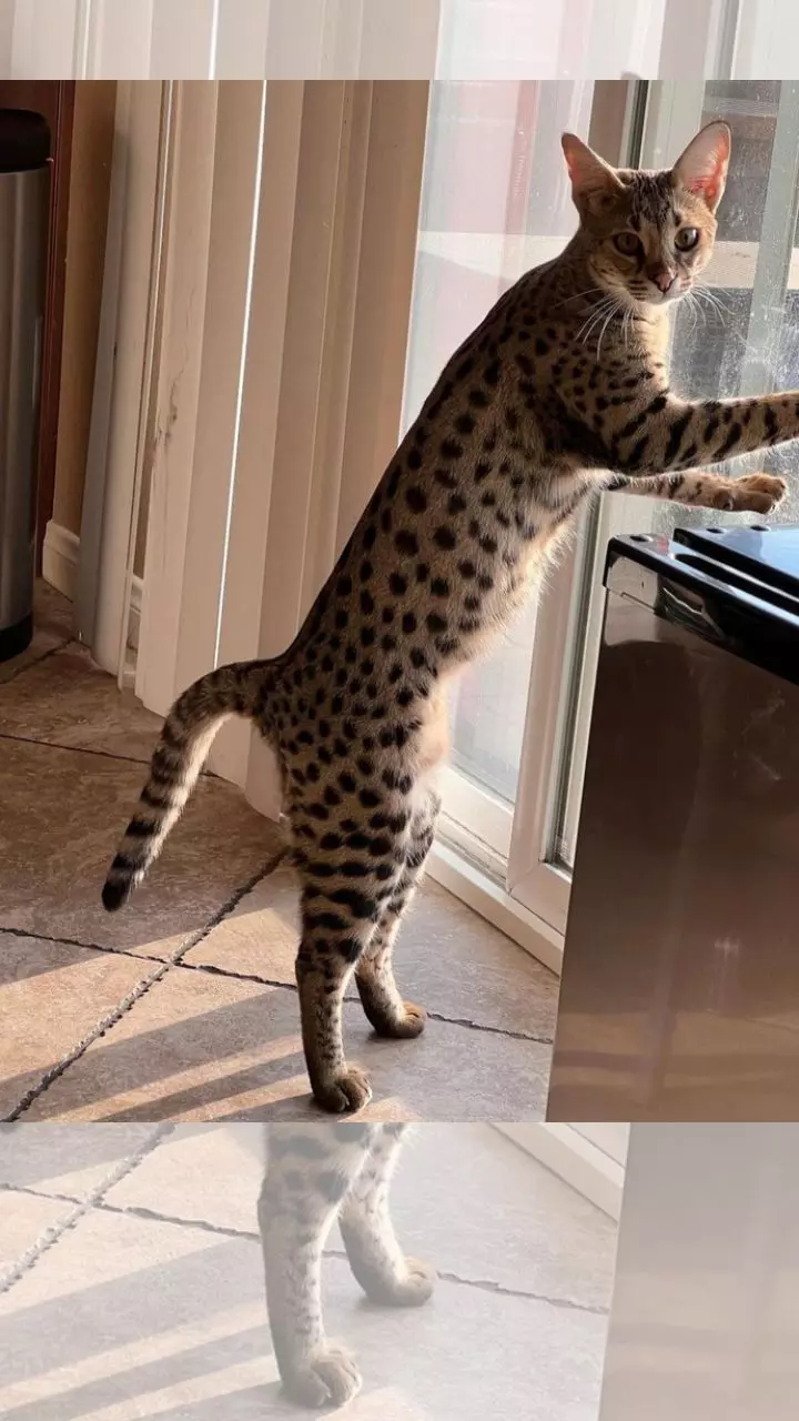 The Weirdest Animal Crossbreeds that you wont believe exist