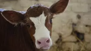 AP to hold livestock census from today to Feb. 28 AP to hold livestock census from today to Feb. 28