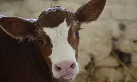 AP to hold livestock census from today to Feb. 28