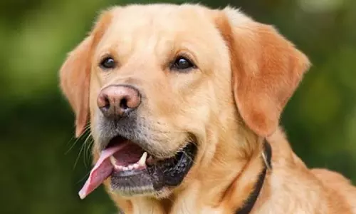 Irked over pet dog barking at him, man attacks and molests mother-daughter duo