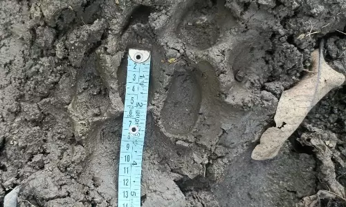 Tigers from Maharashtra Enter Adilabad Seeking Mates