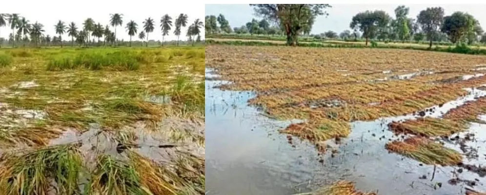 Devastating Dana devours Odisha farmers’ a full year’s food Devastating Dana devours Odisha farmers’ a full year’s food
