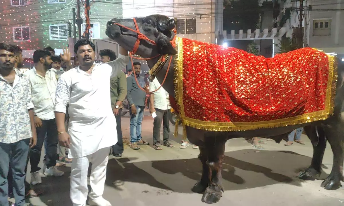 Haryana Bulls to Leave a Mark on Hyderabad Haryana Bulls to Leave a Mark on Hyderabad
