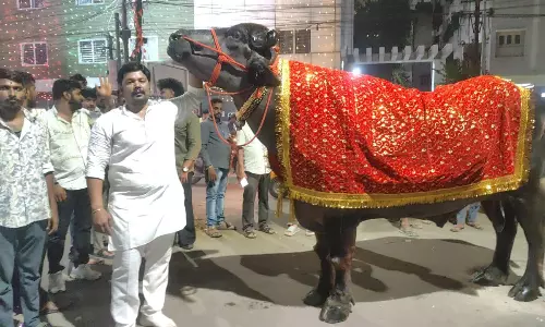 Haryana Bulls to Leave a Mark on Hyderabad Haryana Bulls to Leave a Mark on Hyderabad