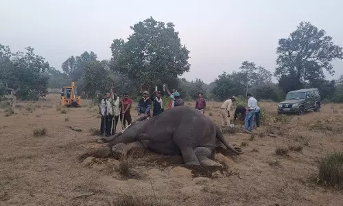 MP: 8 elephants die, another critically unwell in MP tiger reserve, poisoning suspected