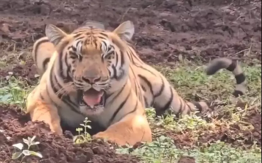 Tigress Yamuna from Maharashtra makes first kill in Odishas Similipal Reserve Tigress Yamuna from Maharashtra makes first kill in Odishas Similipal Reserve