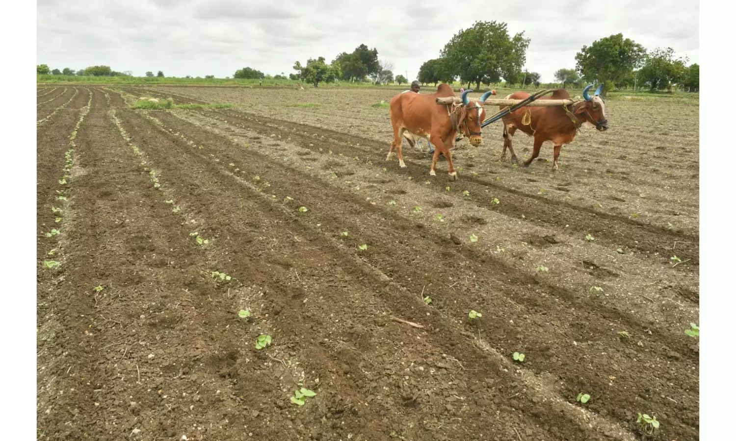 15 districts in coastal AP report deficit rainfall in October
